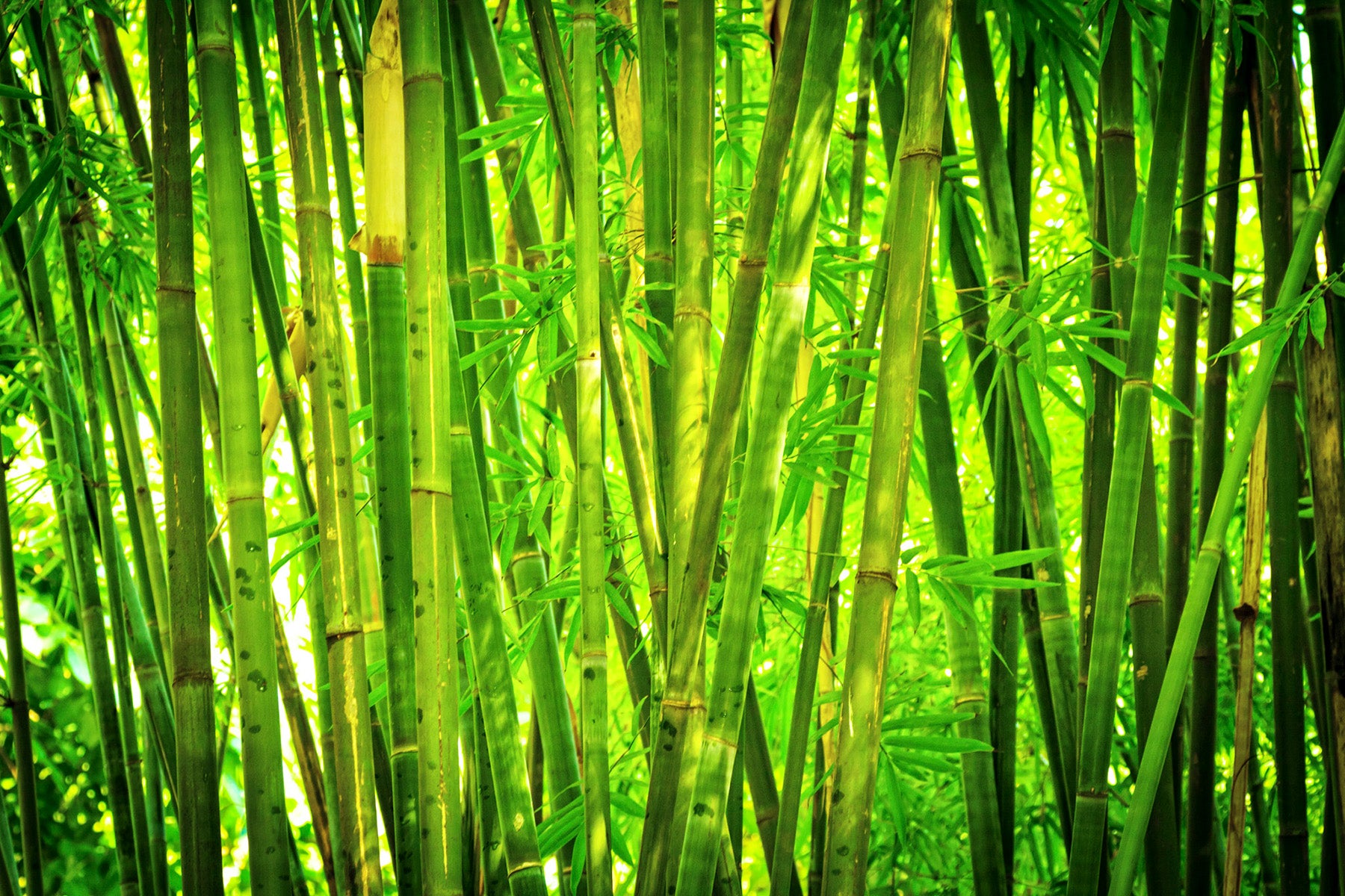 web_Material_Bambus_388de13c-774c-41d8-b50e-6b1b01a7e2ff.jpg